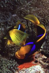 Pair of Clark's Anemonefish tend to their eggs. I spent a... by Richard Smith 